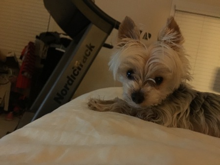 Bruno 