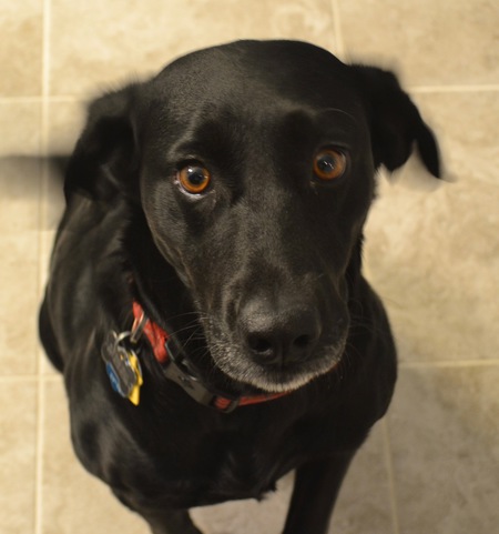 Macie