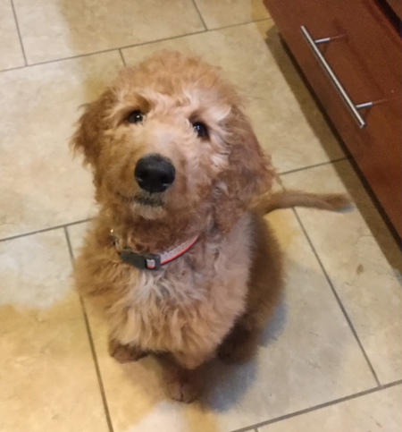 Bailey