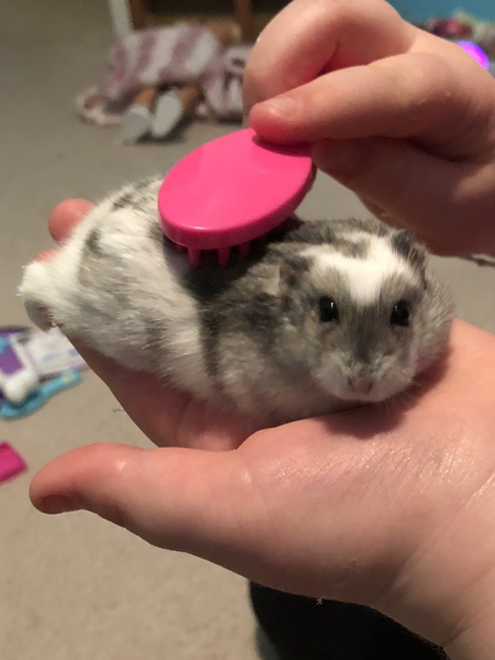 Fuzzball