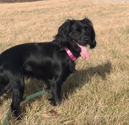 Rosie