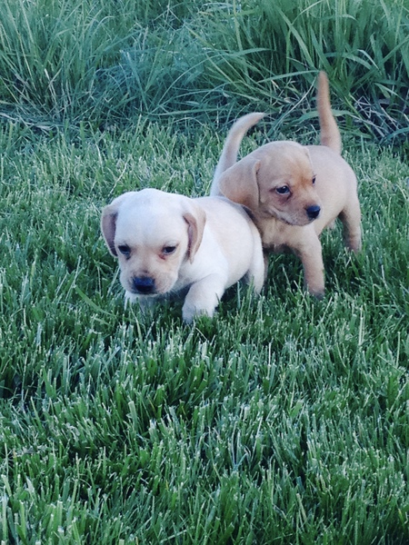 Emma & Coco