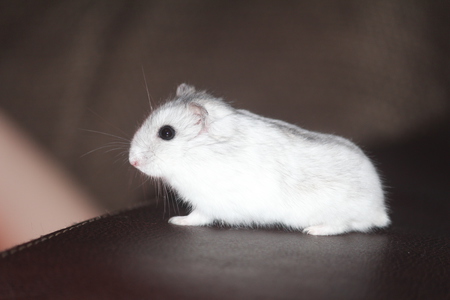 Snowball