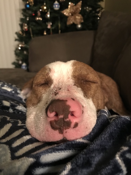Stella Bella