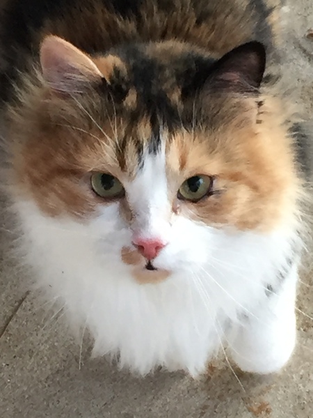 Kitty Baby 