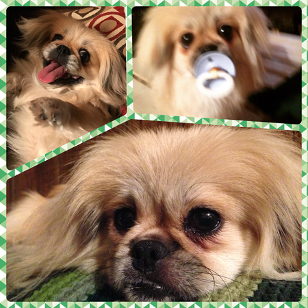 Lovebug 