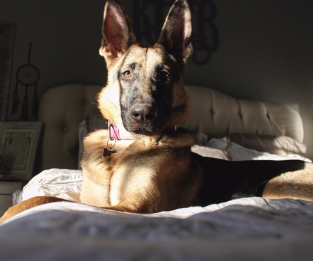 Maya