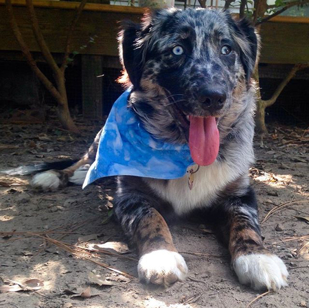 Indigo