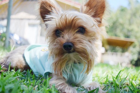 Oliver
