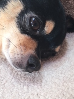 Lola