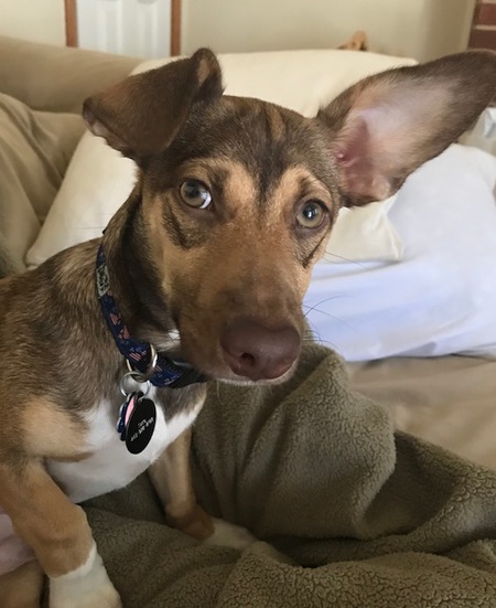 Taco