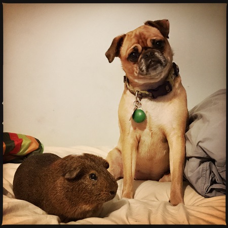 Daisy and Ivan