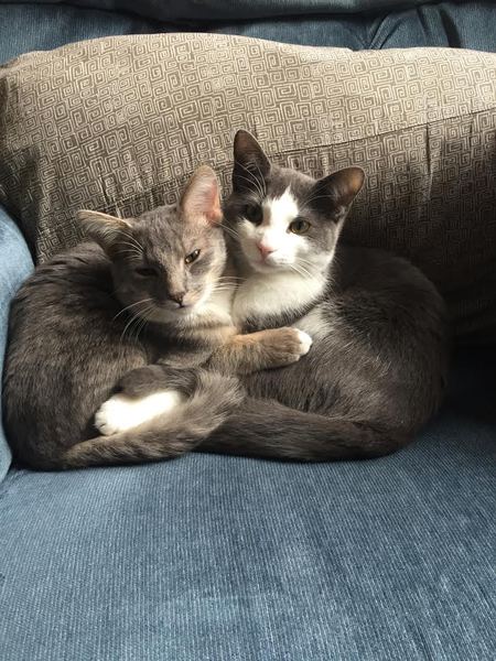 Greywind and Braveheart 
