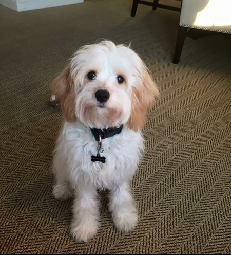 Banjo