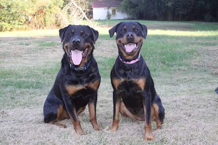 Sadie & Junior