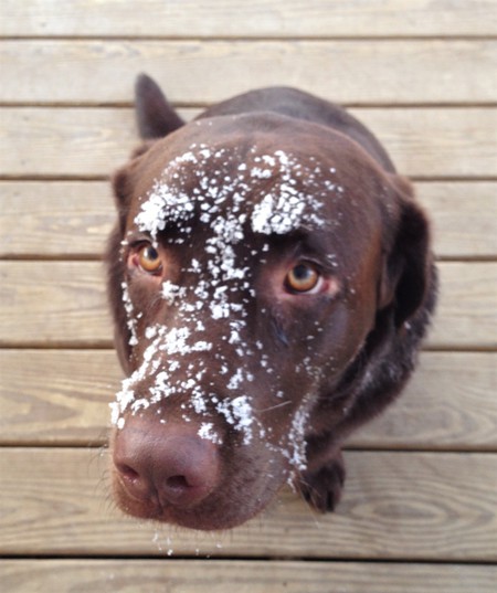 Bosco