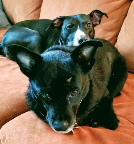 Tango & ChaCha