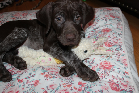 Remi