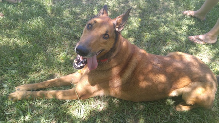 Otto