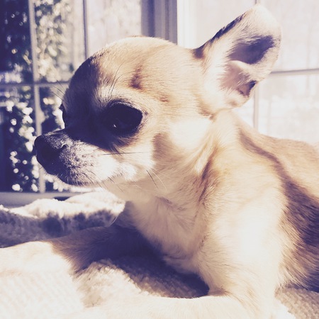 Oliver