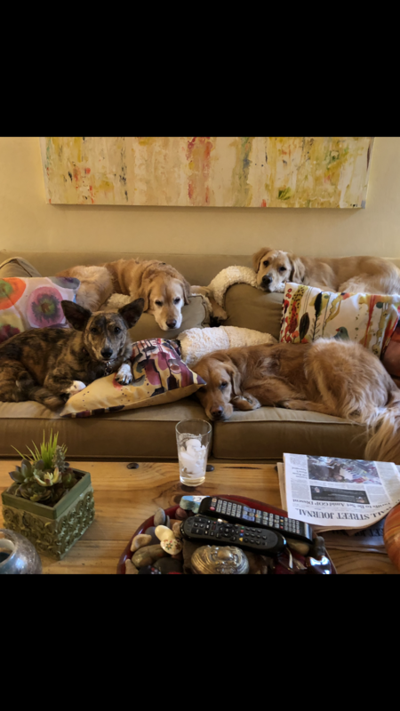 Finn, Ava, lovey,and wilson