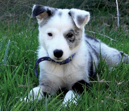 Kaya