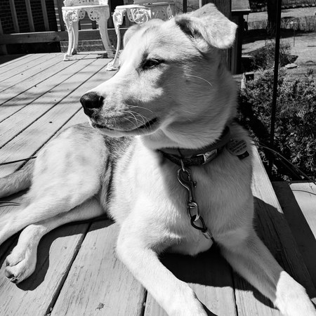 Harley