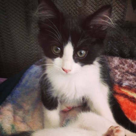Tux