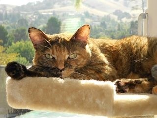 Bella