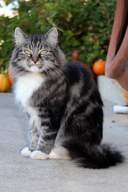 Miss Kitty