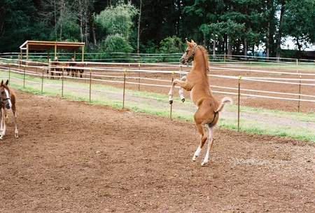 Cinco Caballo
