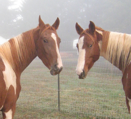 Gypsy & Scout