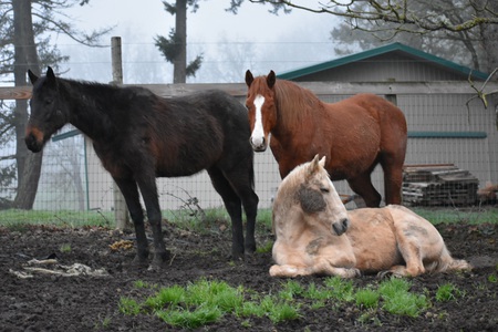 Amelia, Peaches and Macaroni 