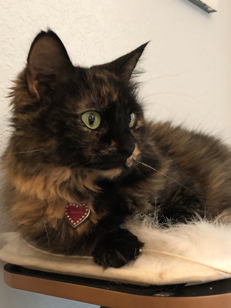 Miss Hazel
