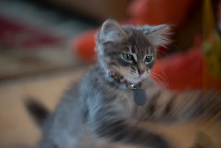 Lulu