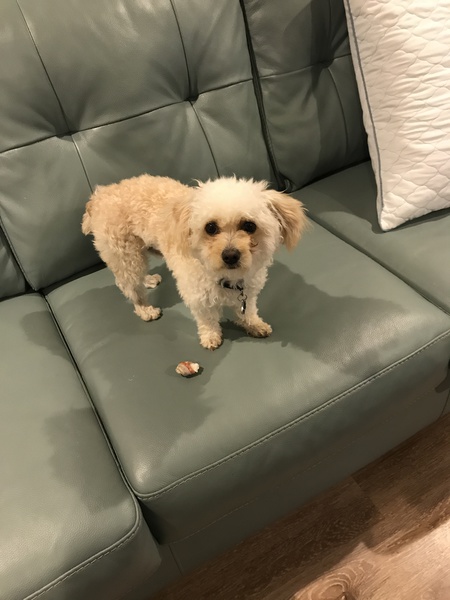 Teddy