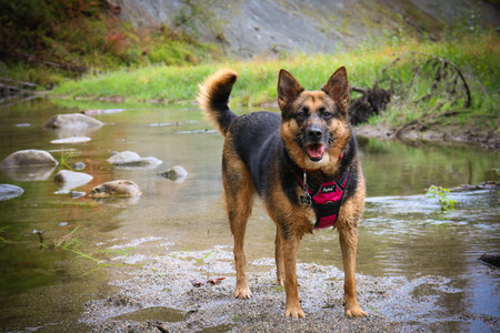 Sadie