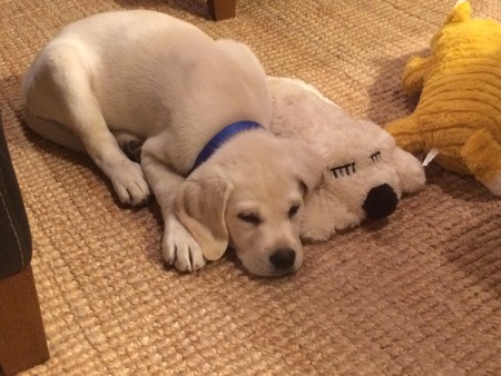 Stella
