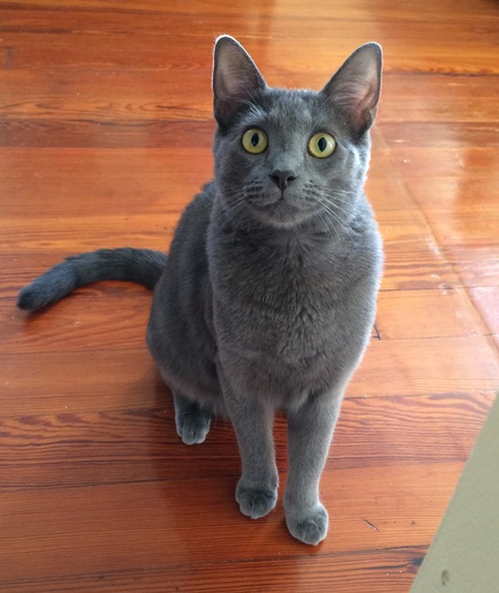 Pasha