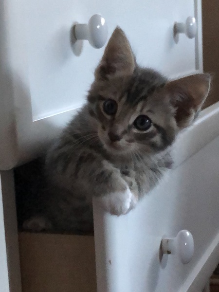 Oliver