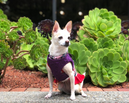 Lola Mae