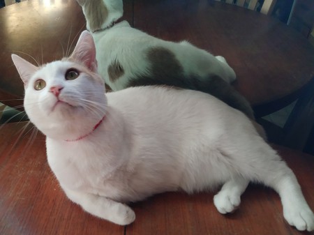 Frank 