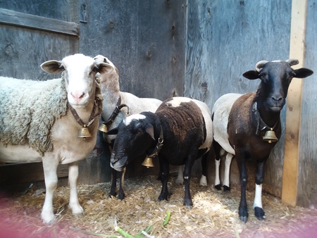 Nigel, Snow, Papa & Timido