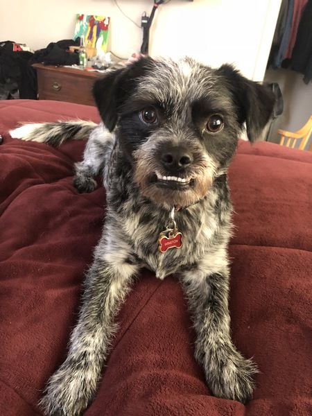 Winston