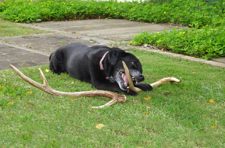 Maggie