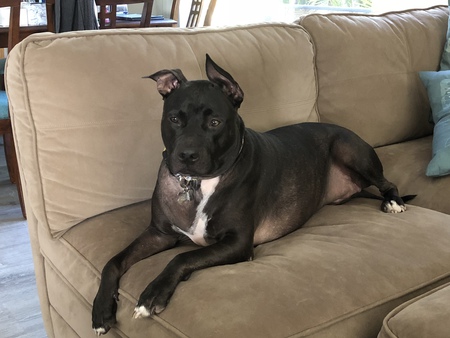 Domino