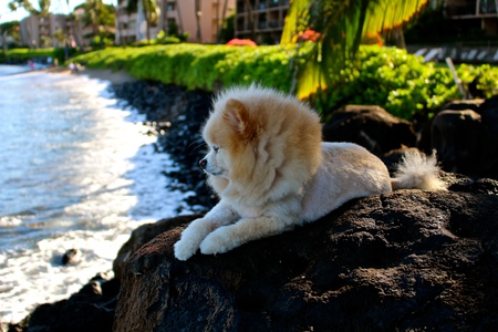 Monkey Lion