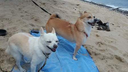 Lily & Ozzy