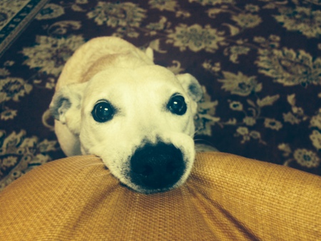 Jake