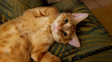 Mango